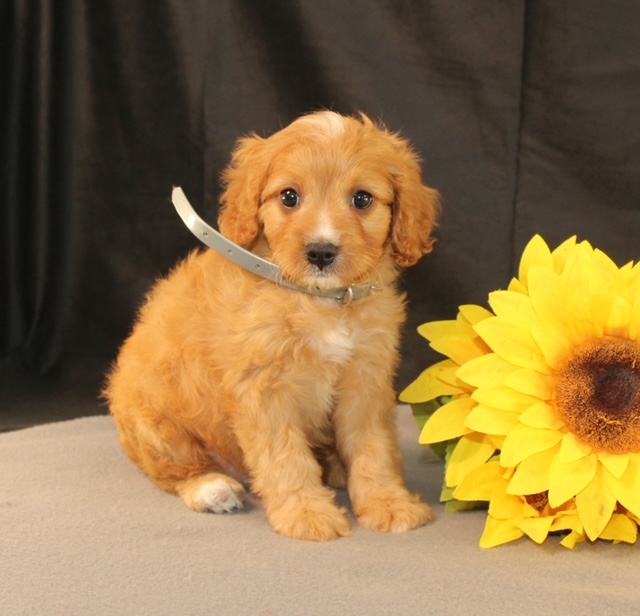 puppy, for, sale, Cavapoo, Ivan J. Stoltzfus, dog, breeder, Dornsife, PA, dog-breeder, puppy-for-sale, forsale, nearby, find, puppyfind, locator, puppylocator, aca